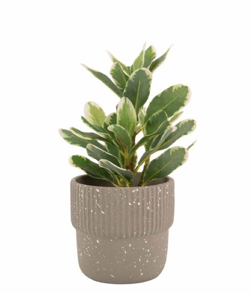 Plantenpot Speckles