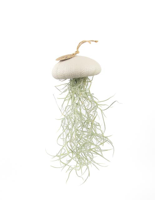 Luchtplantje Tillandsia hangend zee-egel crème
